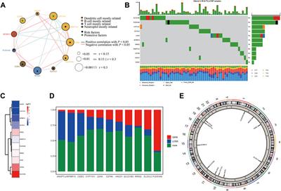 A Novel Signature of Lipid Metabolism-Related Gene Predicts Prognosis and Response to Immunotherapy in Lung Adenocarcinoma